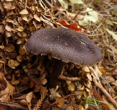 Cortinarius ursus