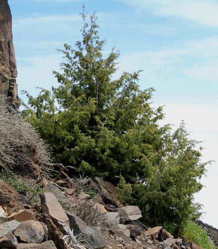 Canary Islands juniper