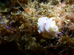 Prostheceraeus moseleyi