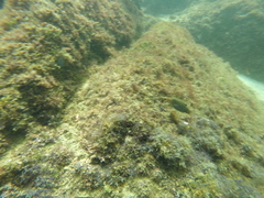 Canthigaster punctatissima