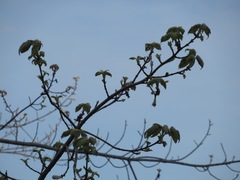 Acer rubrum