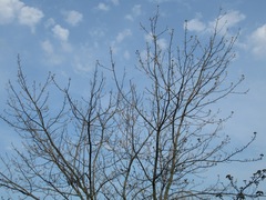 Acer rubrum