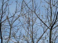 Acer rubrum