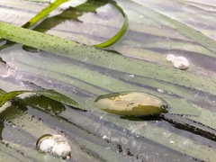 Phyllaplysia taylori