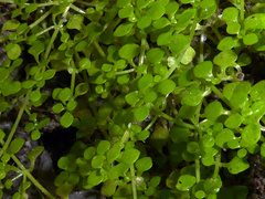 Callitriche muelleri