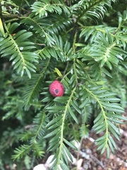 Prumnopitys ferruginea