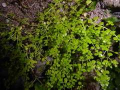 Callitriche muelleri