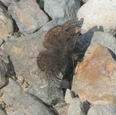 Erynnis brizo