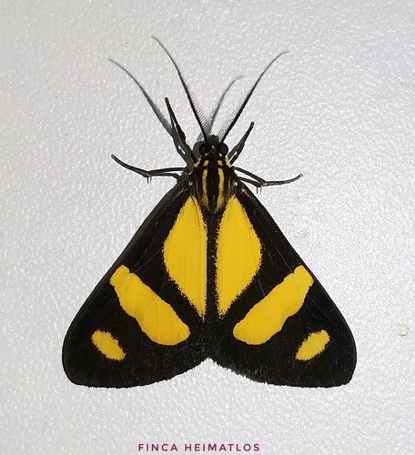Phaeochlaena solilucis