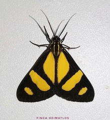 Phaeochlaena solilucis