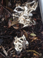 Ileodictyon cibarium