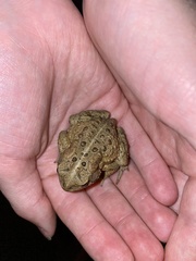 Anaxyrus americanus