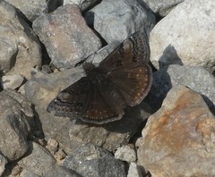 Erynnis brizo