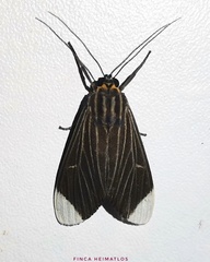 Episcepsis capyscoides