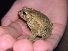 Anaxyrus americanus