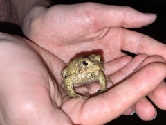 Anaxyrus americanus