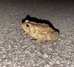 Anaxyrus americanus