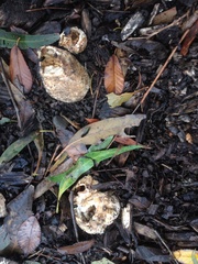 Ileodictyon cibarium