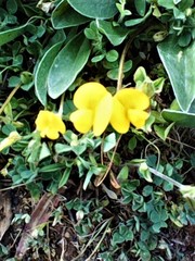 Scorpiurus muricatus