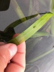 Phyllaplysia taylori