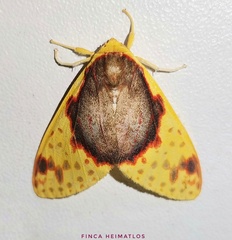 Amaxia flavicollis