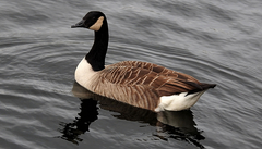 Branta canadensis