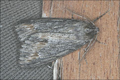 Chlenias zonaea