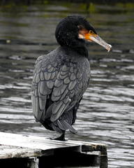 Phalacrocorax carbo