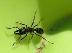 Paltothyreus tarsatus