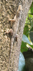 Hemidactylus platycephalus