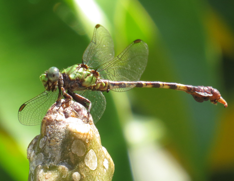 Malawi Hooktail