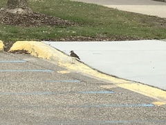 Charadrius vociferus