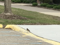 Charadrius vociferus