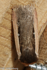 Ochropleura leucogaster