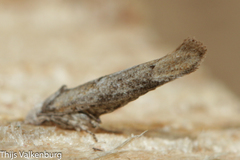 Zelleria oleastrella