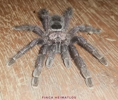 Avicularia purpurea
