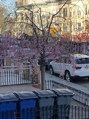 Prunus serrulata