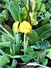 Scorpiurus muricatus