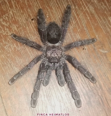 Avicularia purpurea
