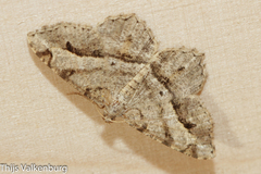 Chiasmia aestimaria