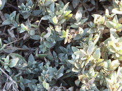 Atriplex watsonii