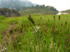 Carex lenticularis