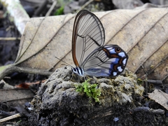 Pseudohaetera hypaesia