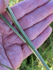 Capillipedium spicigerum