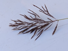 Capillipedium spicigerum