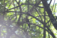 Piculus chrysochloros