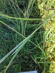 Capillipedium spicigerum