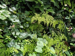 Heliconius charithonia