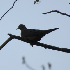 Zenaida macroura carolinensis