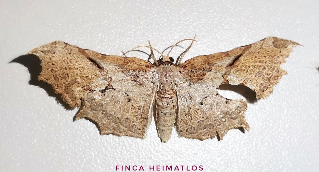Draconia annuligera
